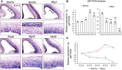 Opposite Roles of Wnt7a and Sfrp1 in Modulating Proper Development of Neural Progenitors in the Mouse Cerebral Cortex